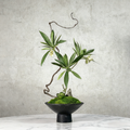 Handmade Preserved Moss Bonsai With Natural Wood Branch Arrangement with Ceramic Vase. Zen Decor for Home & Office, Indoor Plant Gift